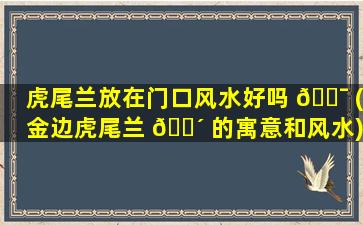 虎尾兰放在门口风水好吗 🐯 (金边虎尾兰 🐴 的寓意和风水)